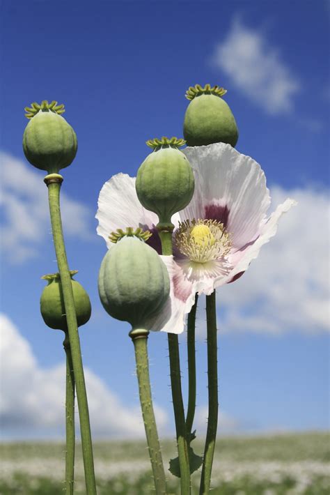 Opium poppy .